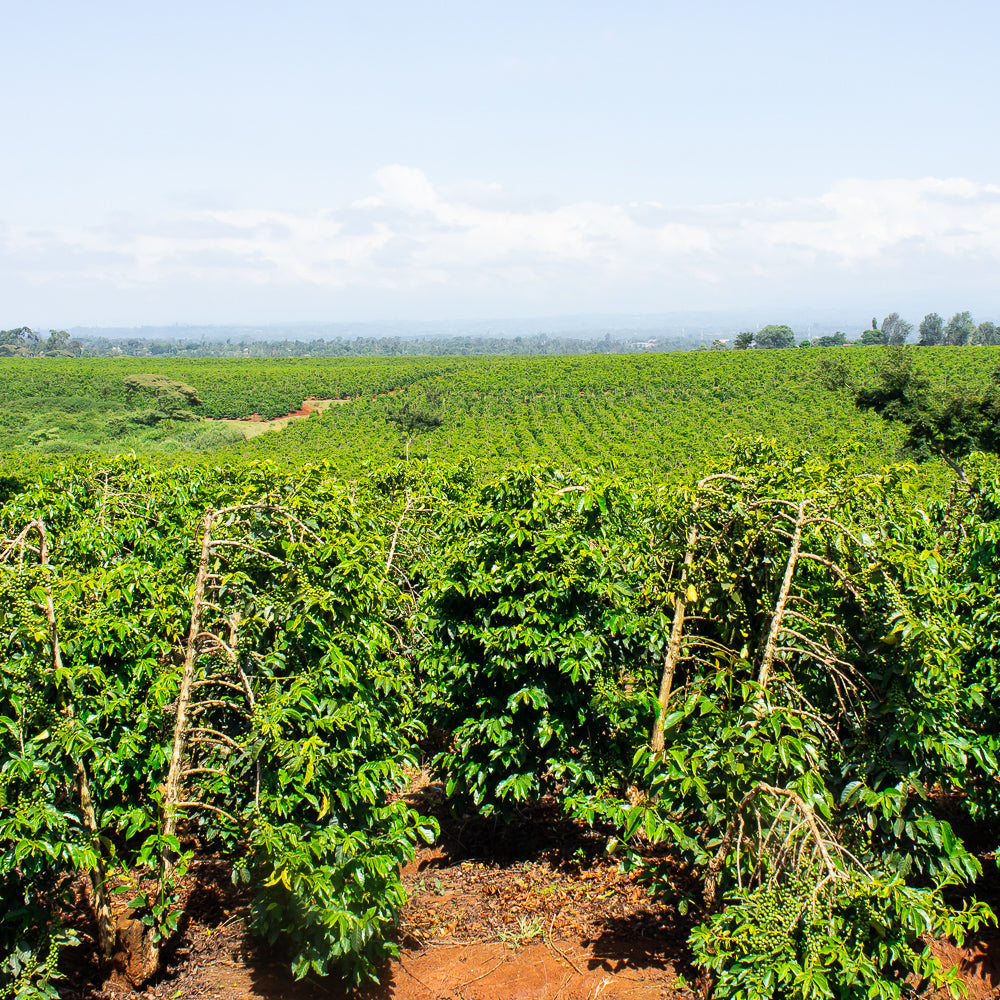 WHY WE SOURCE SPECIALTY COFFEE